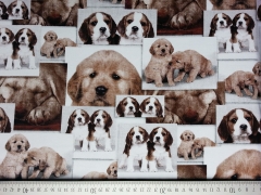 Digitaldruck Puppys, Hundefotos auf weiss