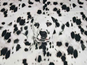 Jersey Panel Dalmatiner Digitaldruck, schwarz weiß 68cm x 72cm